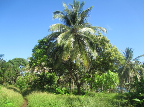 Morgan Pineapple Farm In Little Corn Island